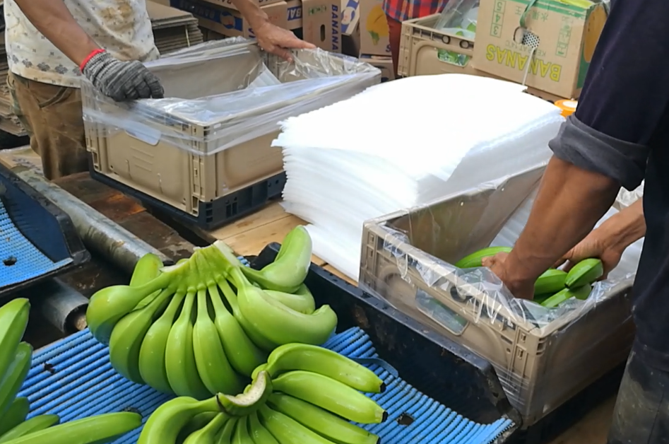 Ultimi blog aziendali su Come le casse pieghevoli in plastica riducono i danni alle banane e migliorano l'efficienza della catena di approvvigionamento?
