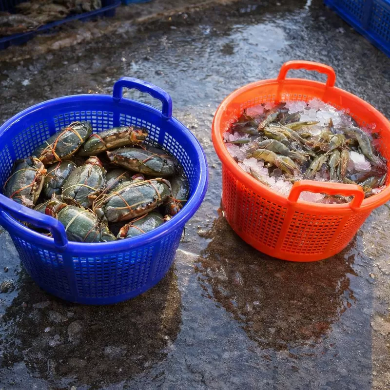 Ultimi blog aziendali su What Should Buyers Check When Evaluating a Plastic Shrimp Basket Sample?